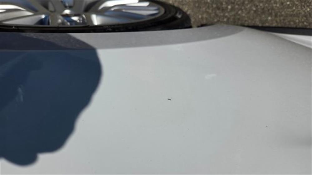 Mustang Mustang Convertible 2.3 EcoB