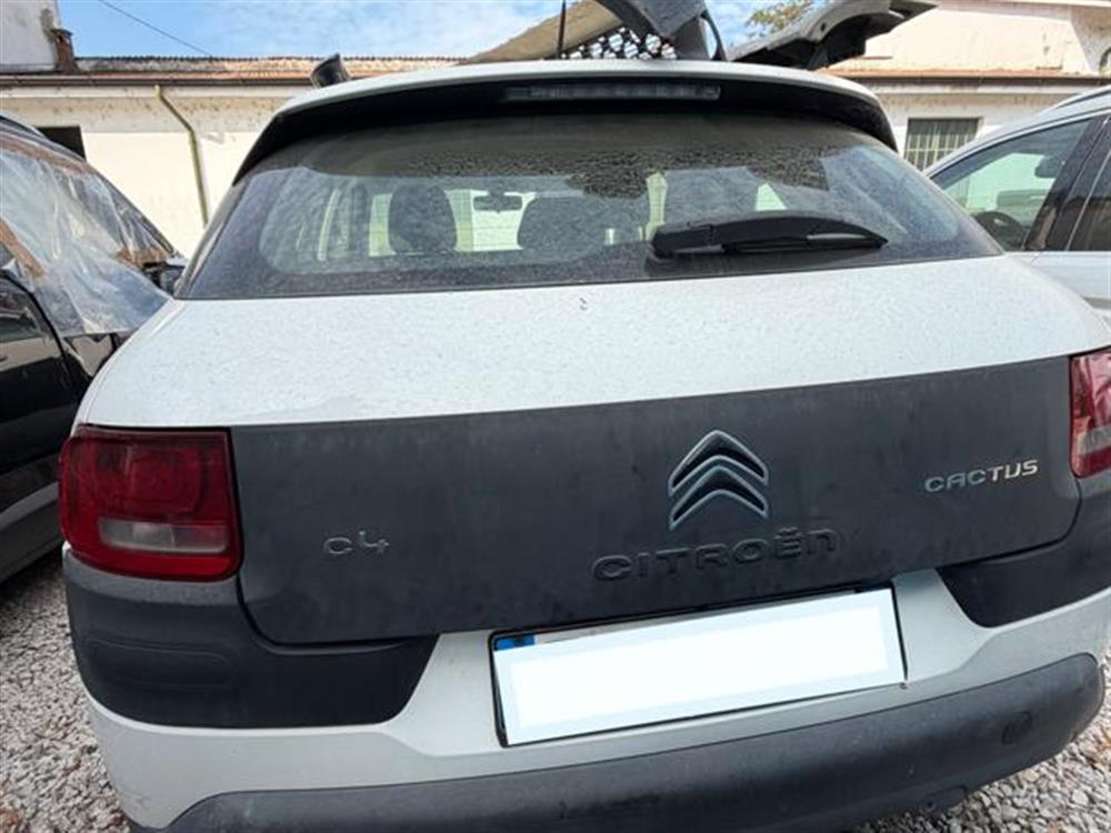 C4 Cactus C4 Cactus INCIDENTATA PureTech
