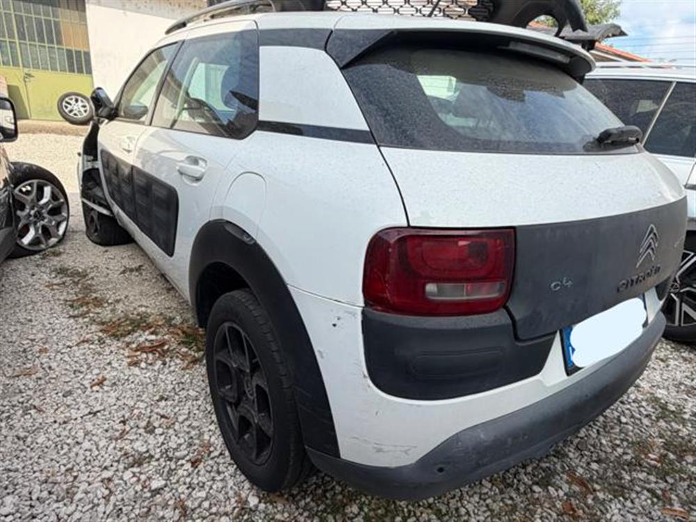 C4 Cactus C4 Cactus INCIDENTATA PureTech